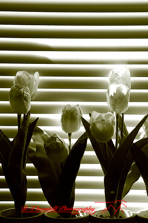 assorted-images-2006_48