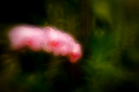 florida-2010-flowers_01