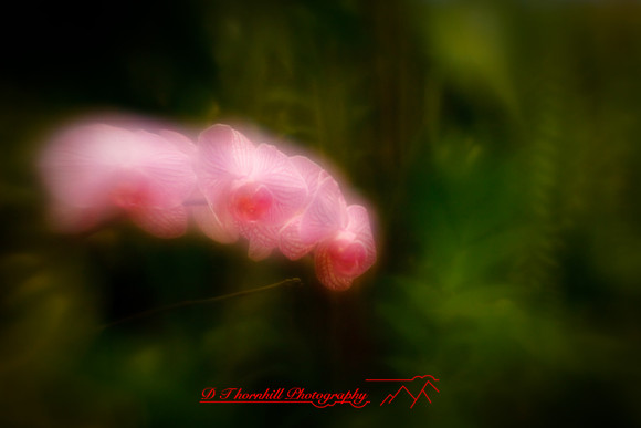 florida-2010-flowers_01