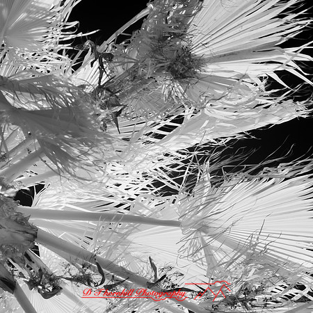 florida-nov-2014-infrared-017