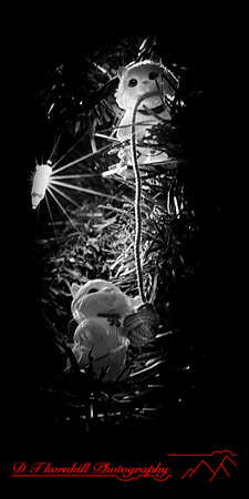 christmas - 2021 - 007