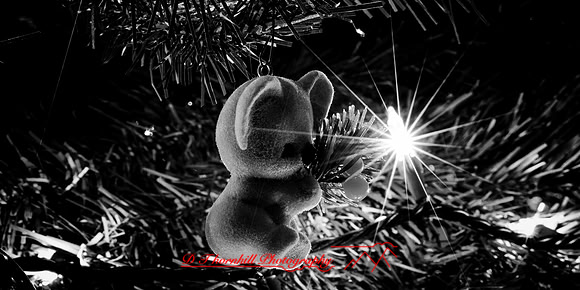 christmas - 2021 - 008-nik-ps