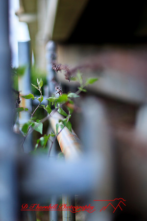assorted_images-2012-090