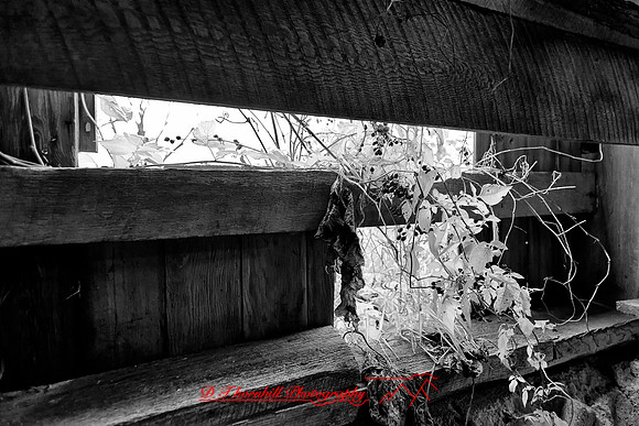 assorted_images-2011-63-nas