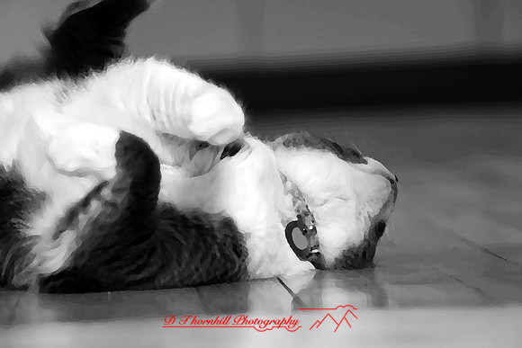 bastet_015