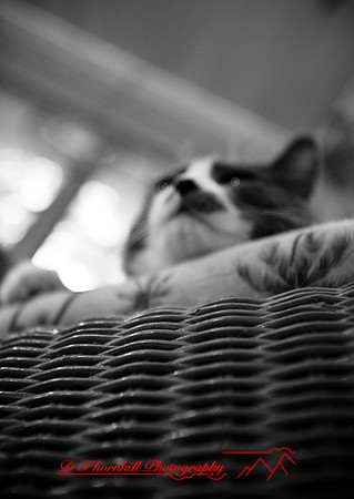 bastet_054