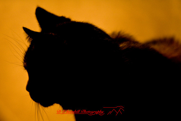 jj-ra_028.jpg