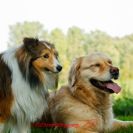 bird-puppys-and-people-2013-13