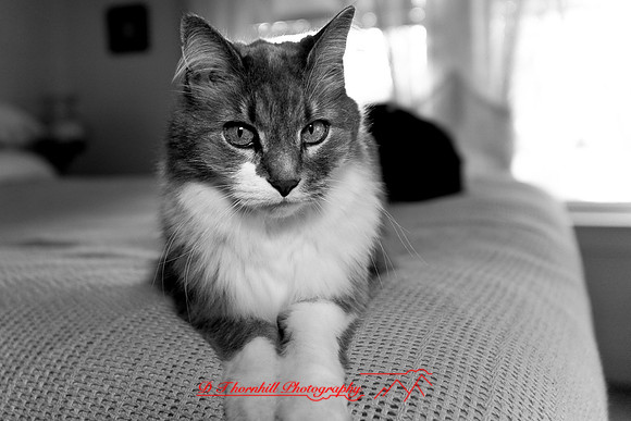 l-m_cats_031.jpg