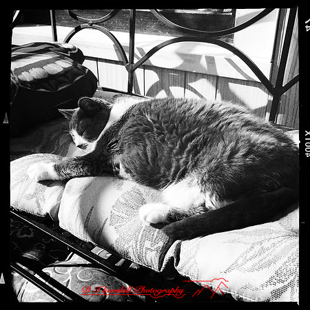 iPhone-2018-pets-039