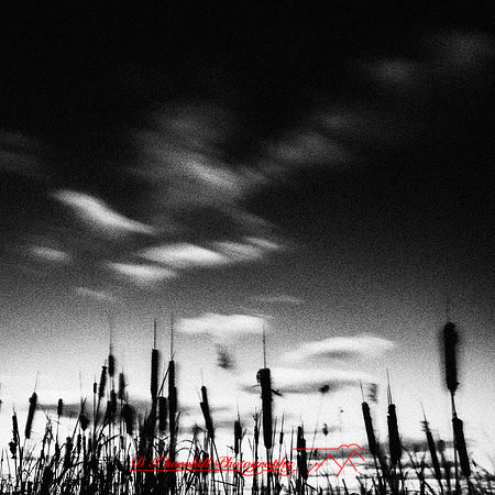 shadow-light-project-bay-city-state-park-2014-012-nas