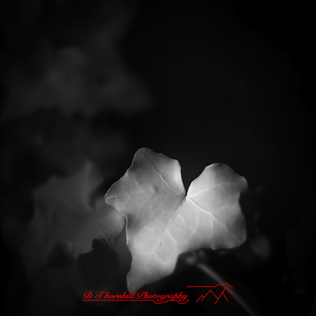 wide-open-infrared_images_2017-009