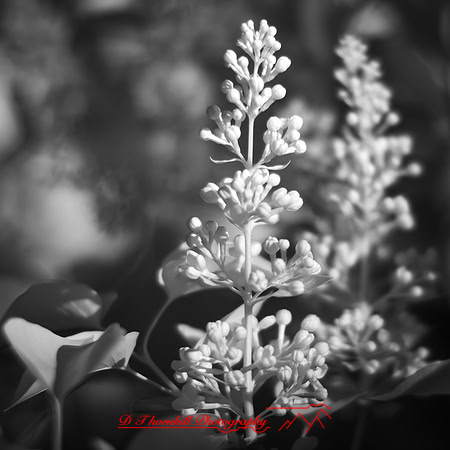 wide-open-infrared_images_2017-003