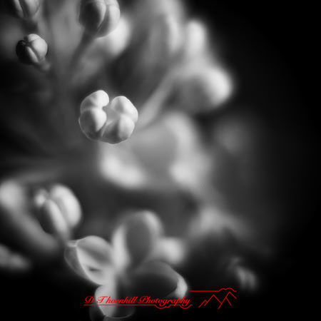 wide-open-infrared_images_2017-005
