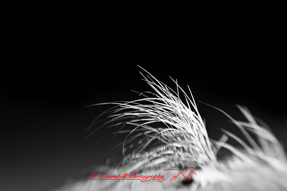 tawas-state-park-infrared-2009_12.jpg