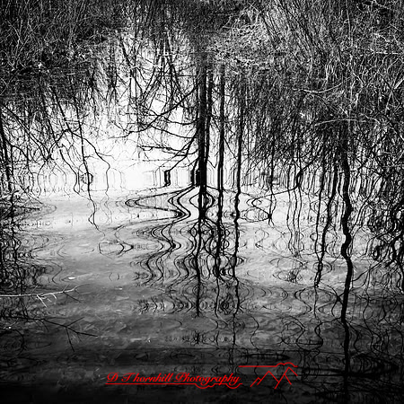 shiawassee assorted 2018-011