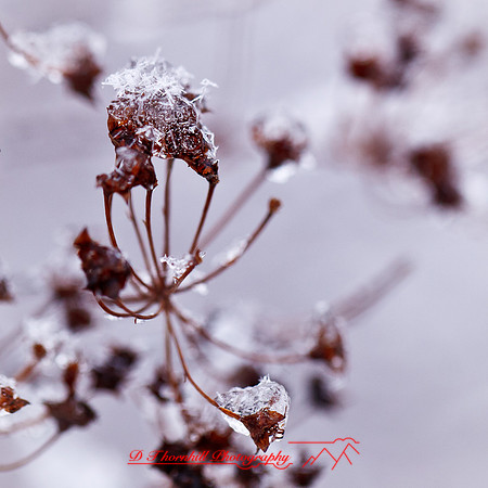 nature-images_2012-042