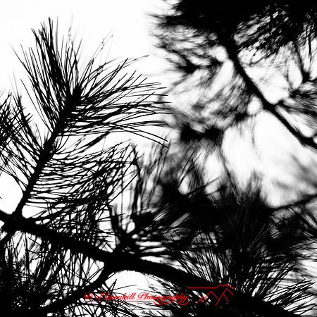 nature-images_2012-037