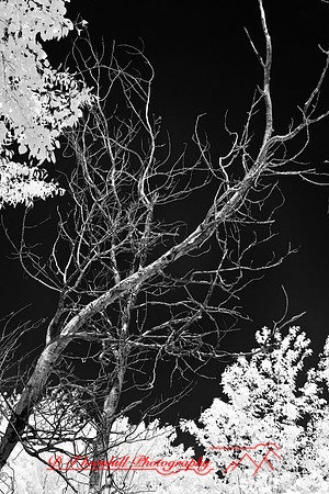 infrared-2008_087