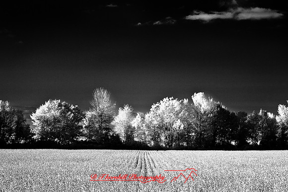 infrared-2008_127
