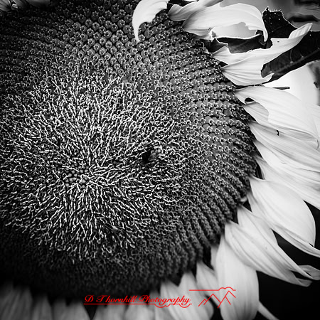 random-images-2018-003