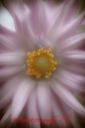 flowers-2010_20