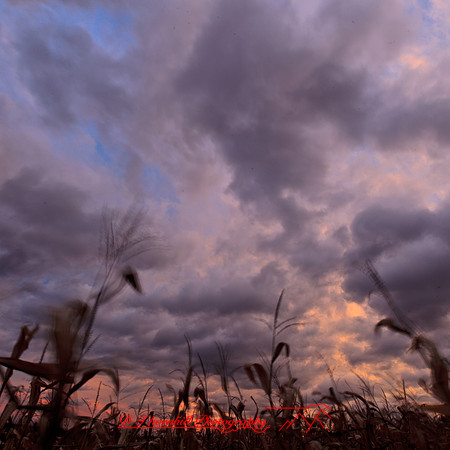 bird_farm_images_2013-008