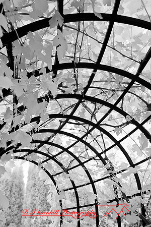 dow-gardens-infrared-2011-25