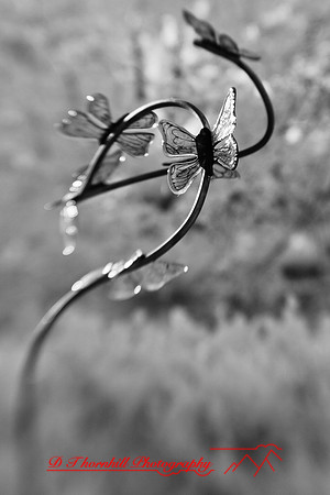 dow-gardens-infrared-2011-19