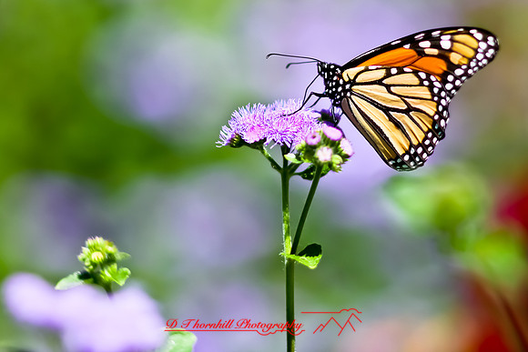 dow-gardens-2010_13
