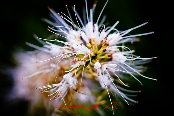 dow-gardens-2010_27