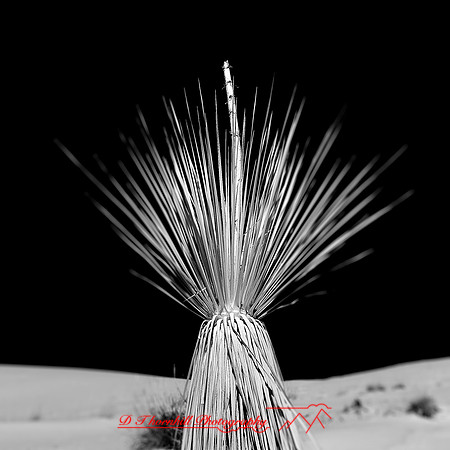 New Mexico-2017-Infrared-035-nas