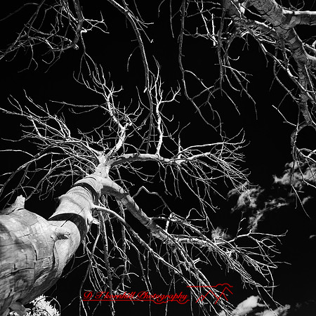 New Mexico-2017-Infrared-051-nas