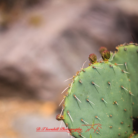 New Mexico-2017-color-080
