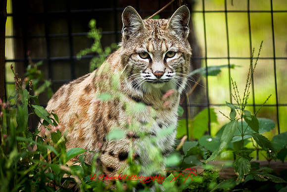 saginaw-zoo-2011-02-nas