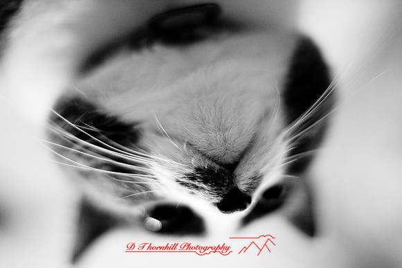 bastet_047