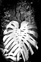florida-infrared-nature-2011-10-nik