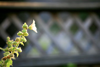 assorted-images-2006_004