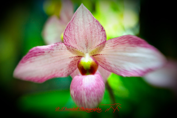 florida-2009-flowers_23.jpg