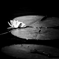 assorted images - 2022 - 011-nik-ps