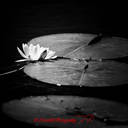 assorted images - 2022 - 011-nik-ps