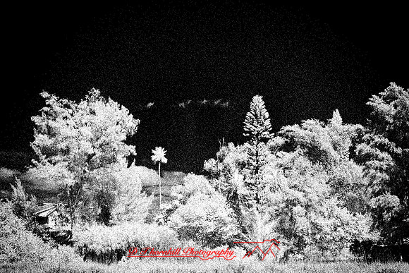 florida-2010-infrared-images_08-nik