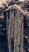 florida-march-2016-iphone-selby-gardens-004
