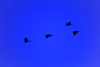 Shiawassee National Wildlife Refuge