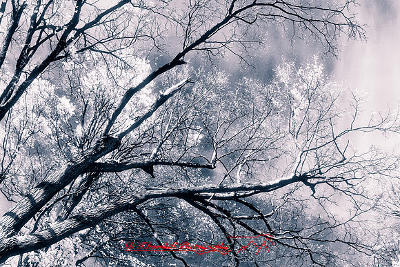infrared_images-2012-023-nas