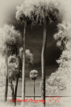 florida-2008-nature-infrared_47-nik.jpg
