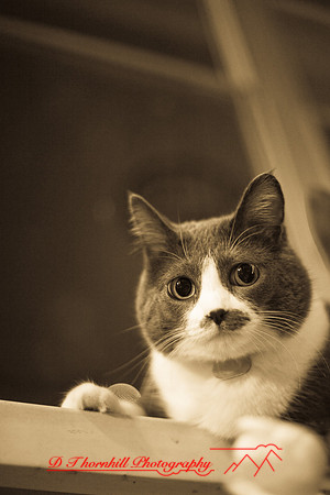 bastet_056