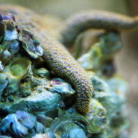 florida-nov-2014-sealife-015