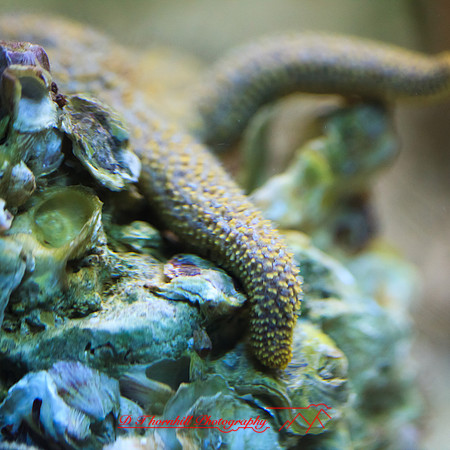 florida-nov-2014-sealife-015