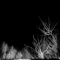 florida-2014-infrared-010-nas